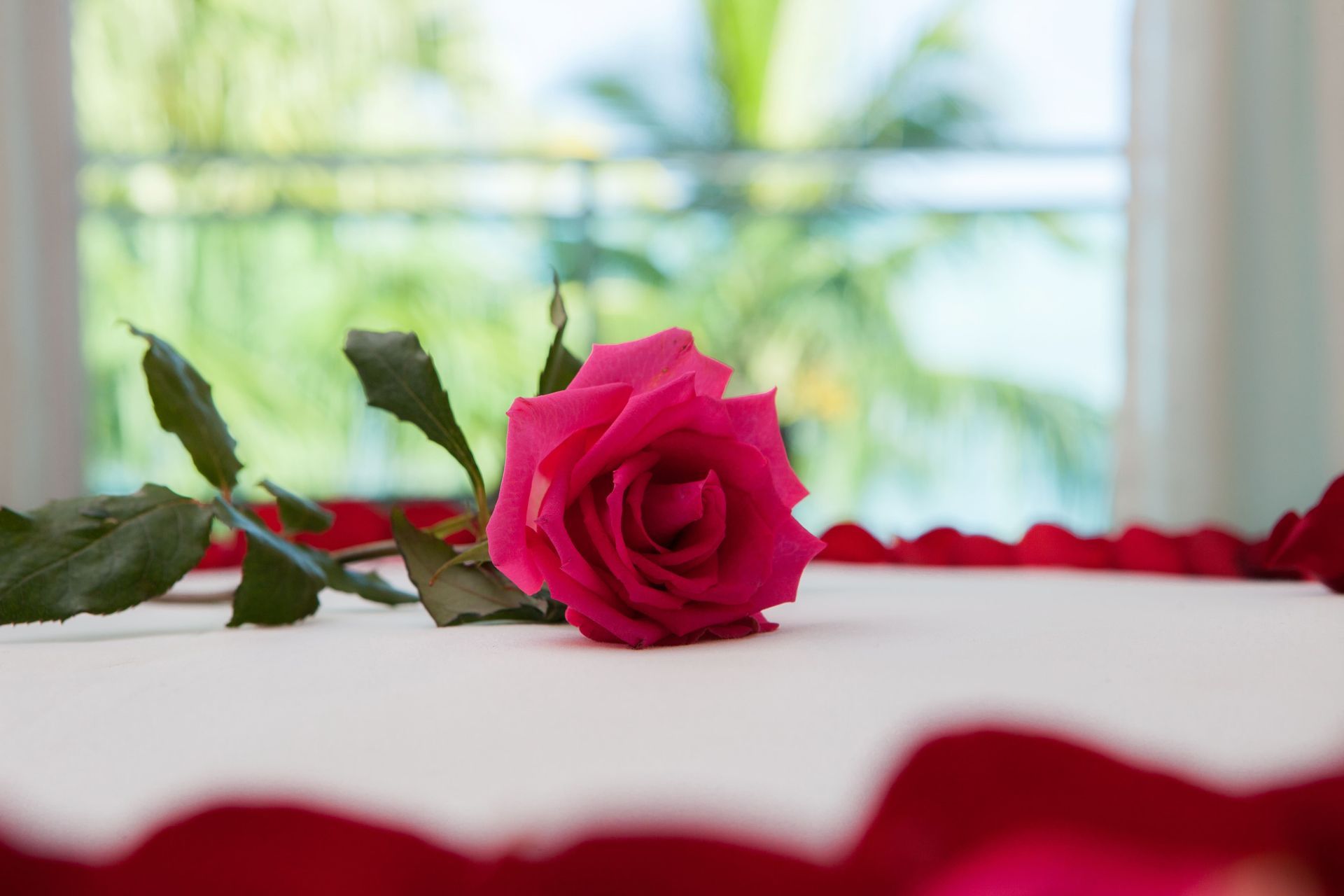Uma rosa rosa está deitada em uma cama cercada por pétalas vermelhas.
