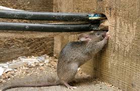 Rodent Infestation