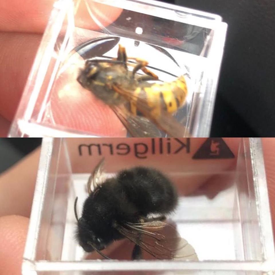 Rehoming Wasps & Bees