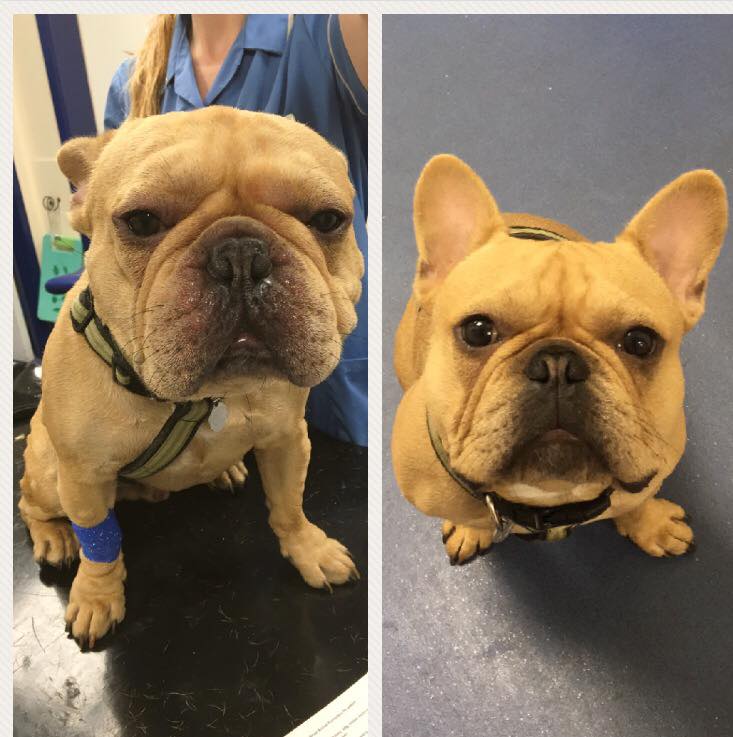 a dog before and after
