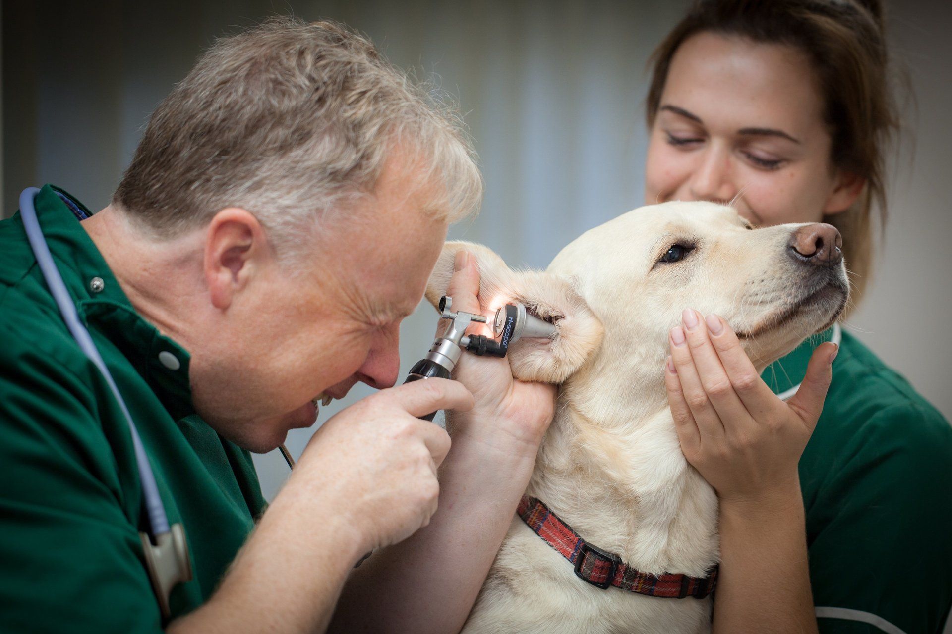 a doctor checking a pet's ears
