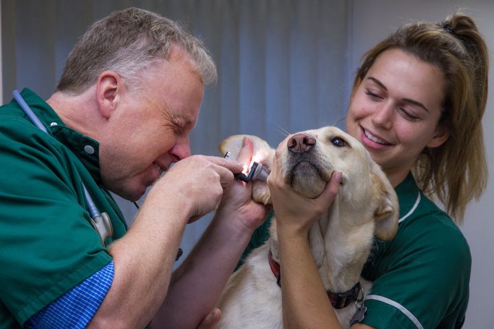 doctor checking a pet dog