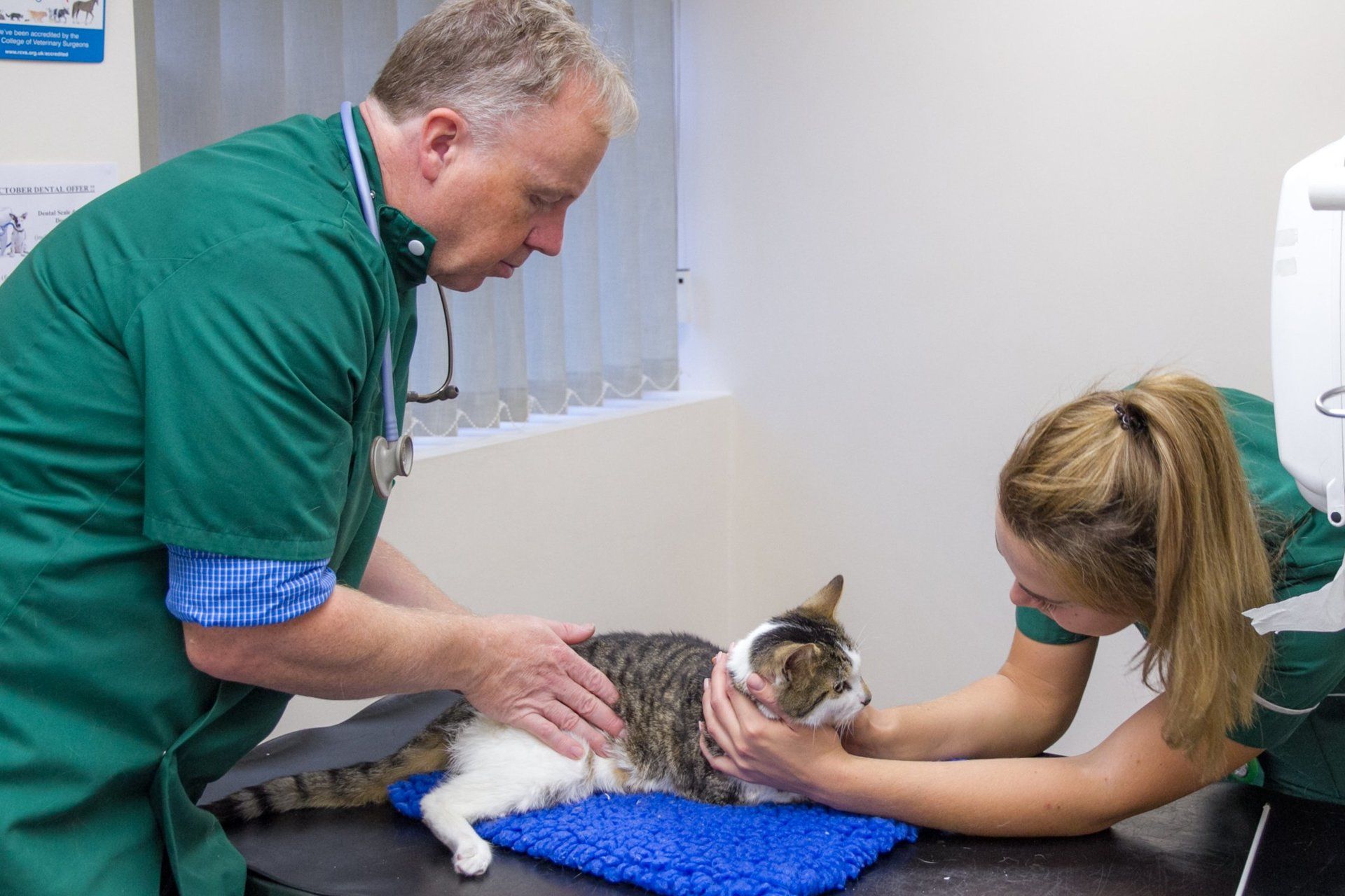 a doctor checking a pet