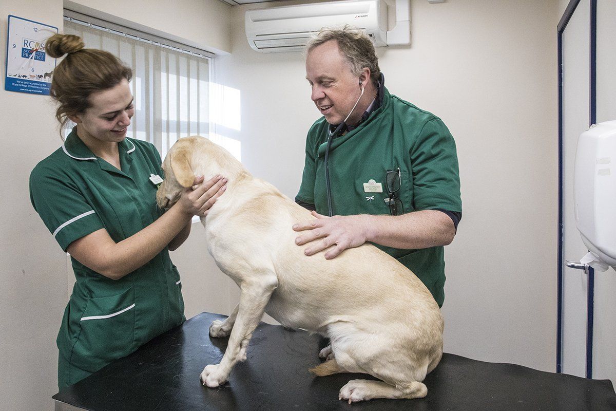 Pet care advice by experts at Shepherds� Vets