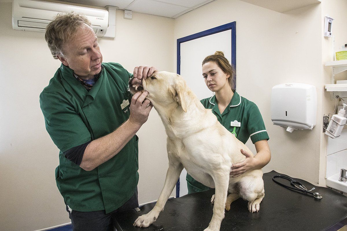 Pet care advice by experts at Shepherds� Vets
