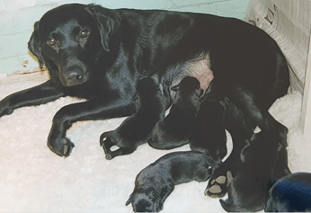 labrador bitch with puppies nursing