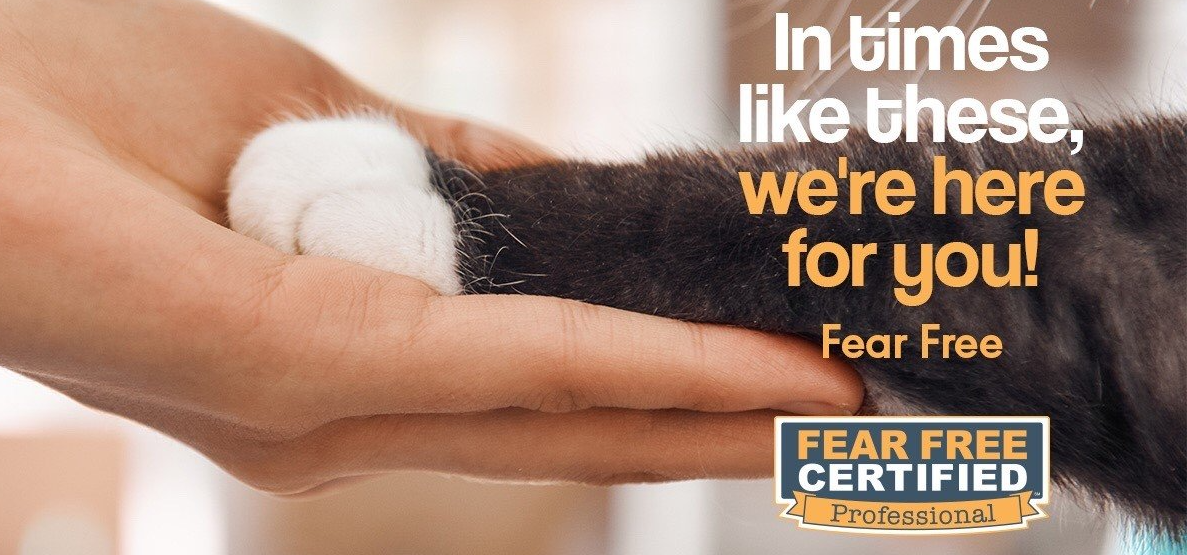Fear Free Certified Vets