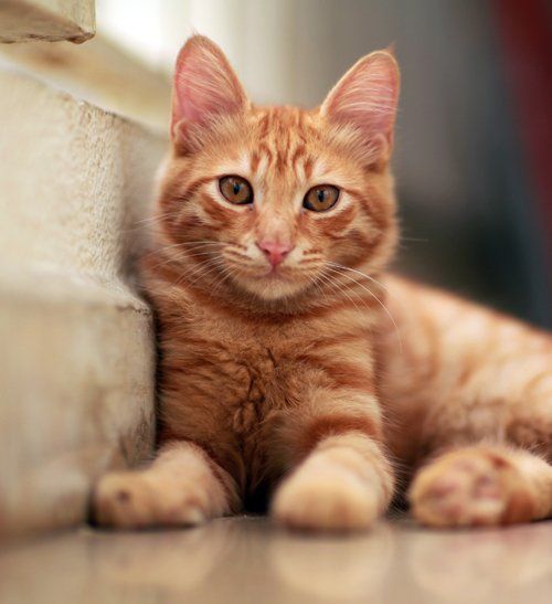 ginger cat photo