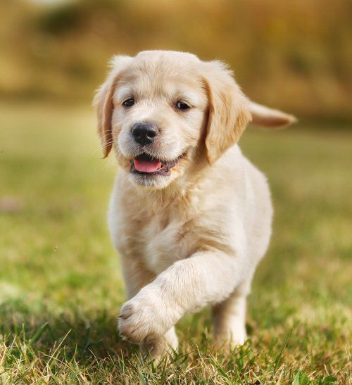labrador puppy in the grass