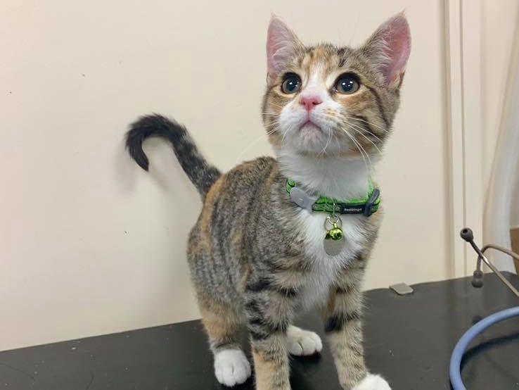 kitten wearing green collar