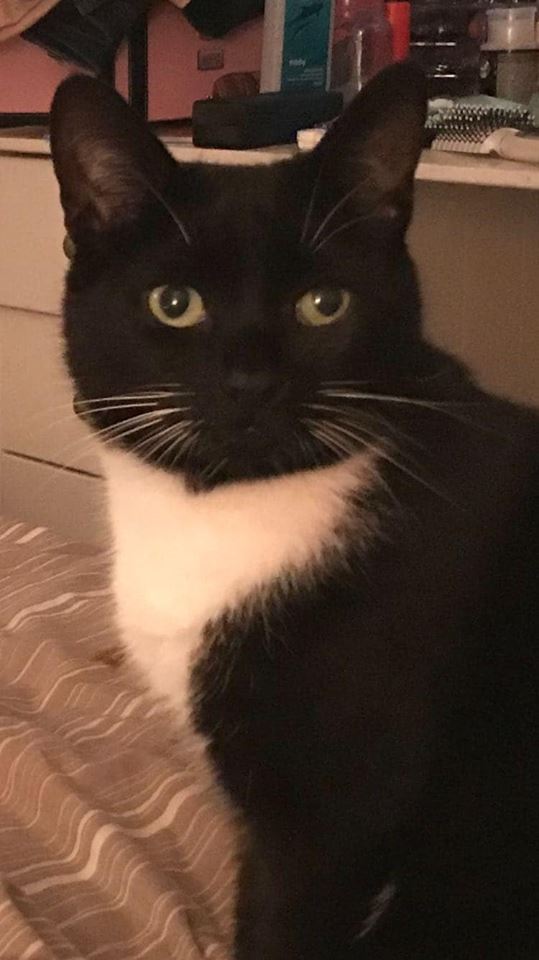 Cat black and white image