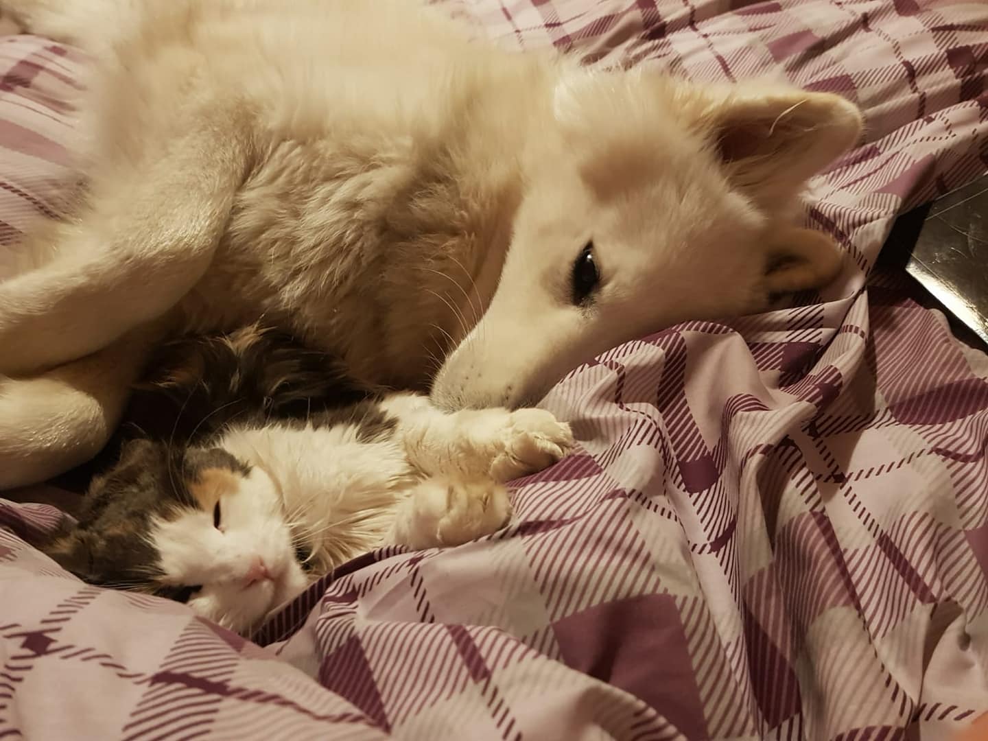 Dog with puppies image