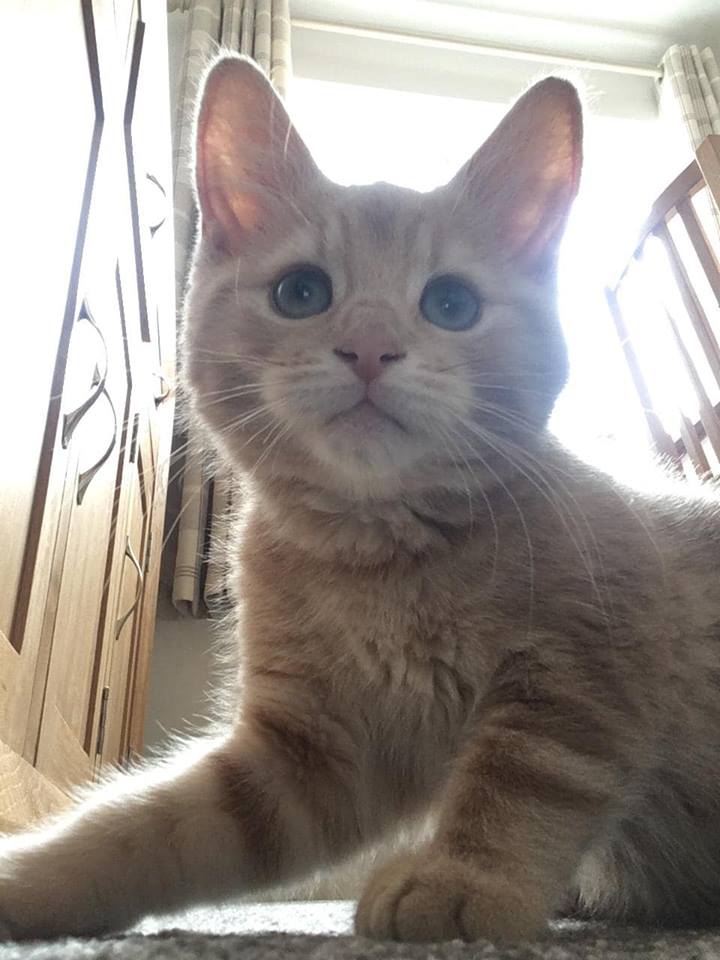 Ginger white cat image