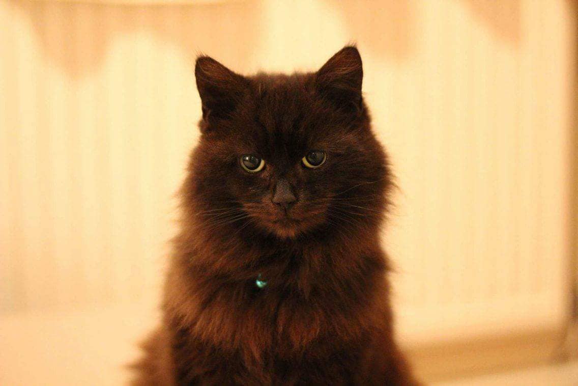 Black fluffy cat image