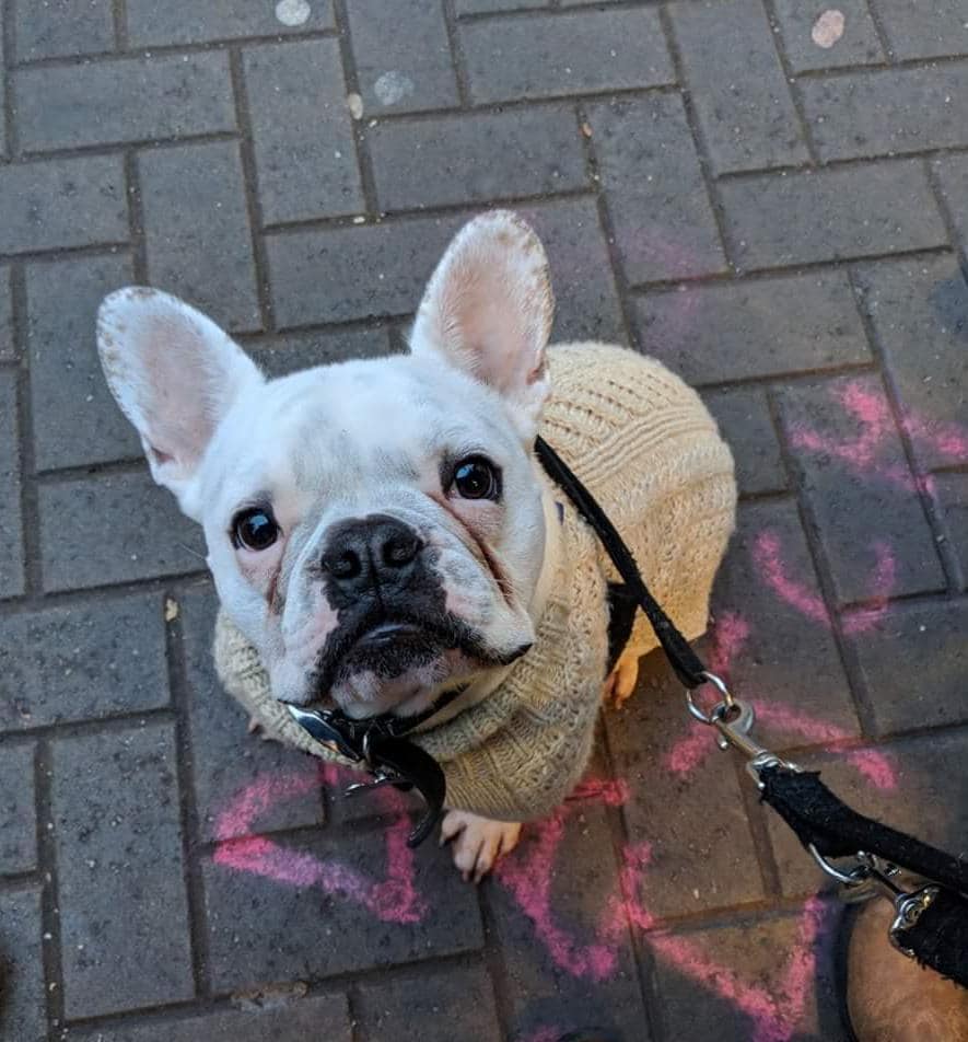 White French bulldog image