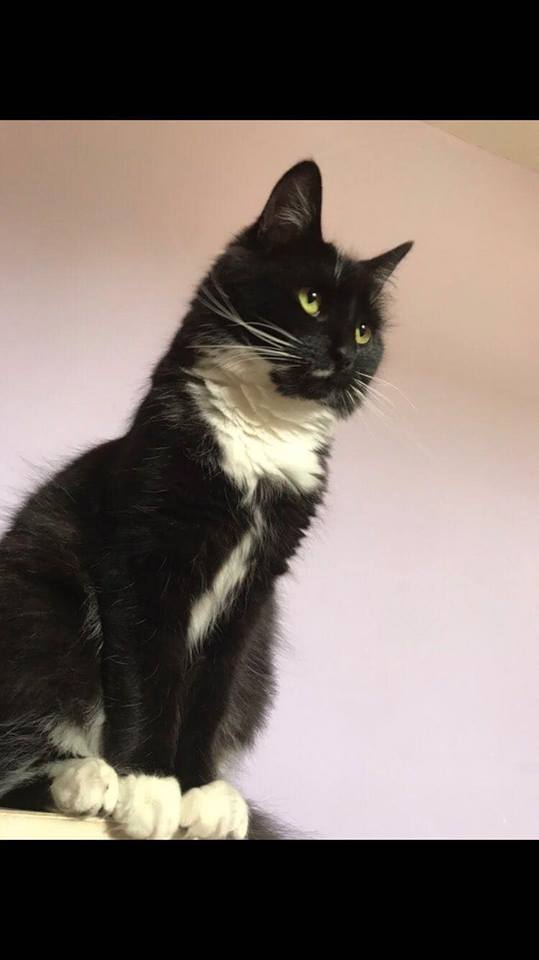 Black and white cat image