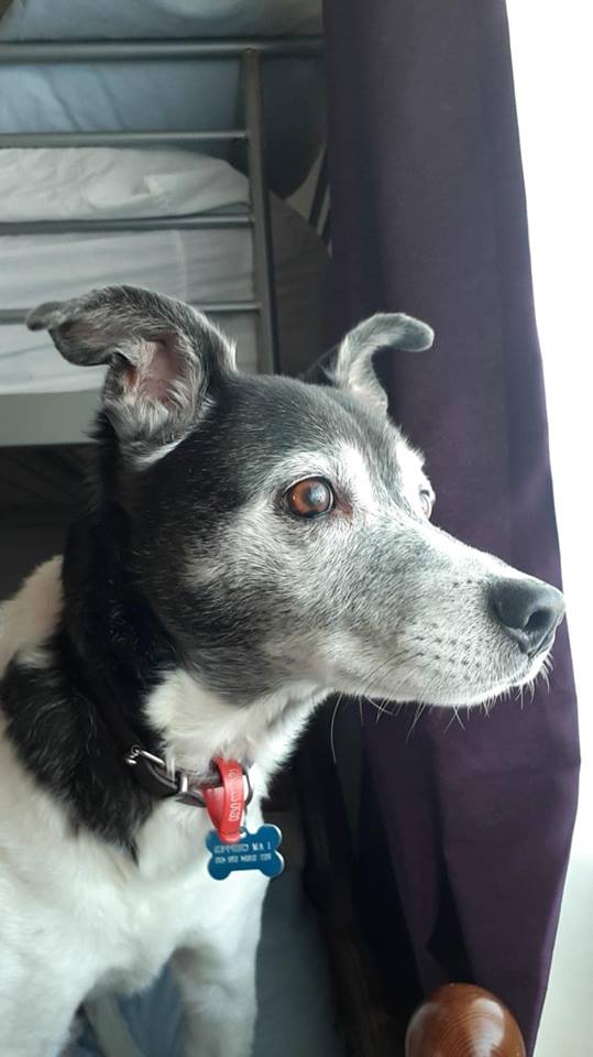 Dog looking out of the window image