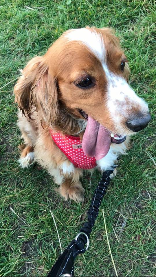 Dog on the lead image