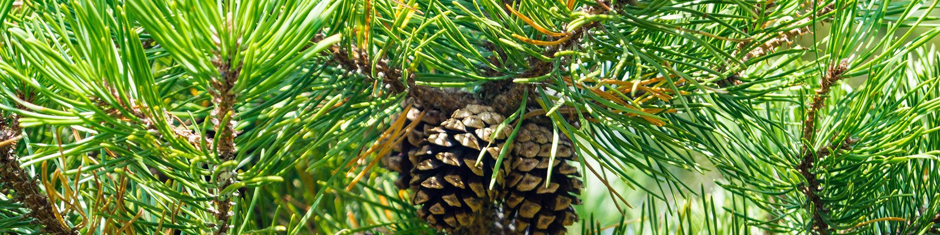 Grove den Pinus Sylvestris Kruidenschool blog