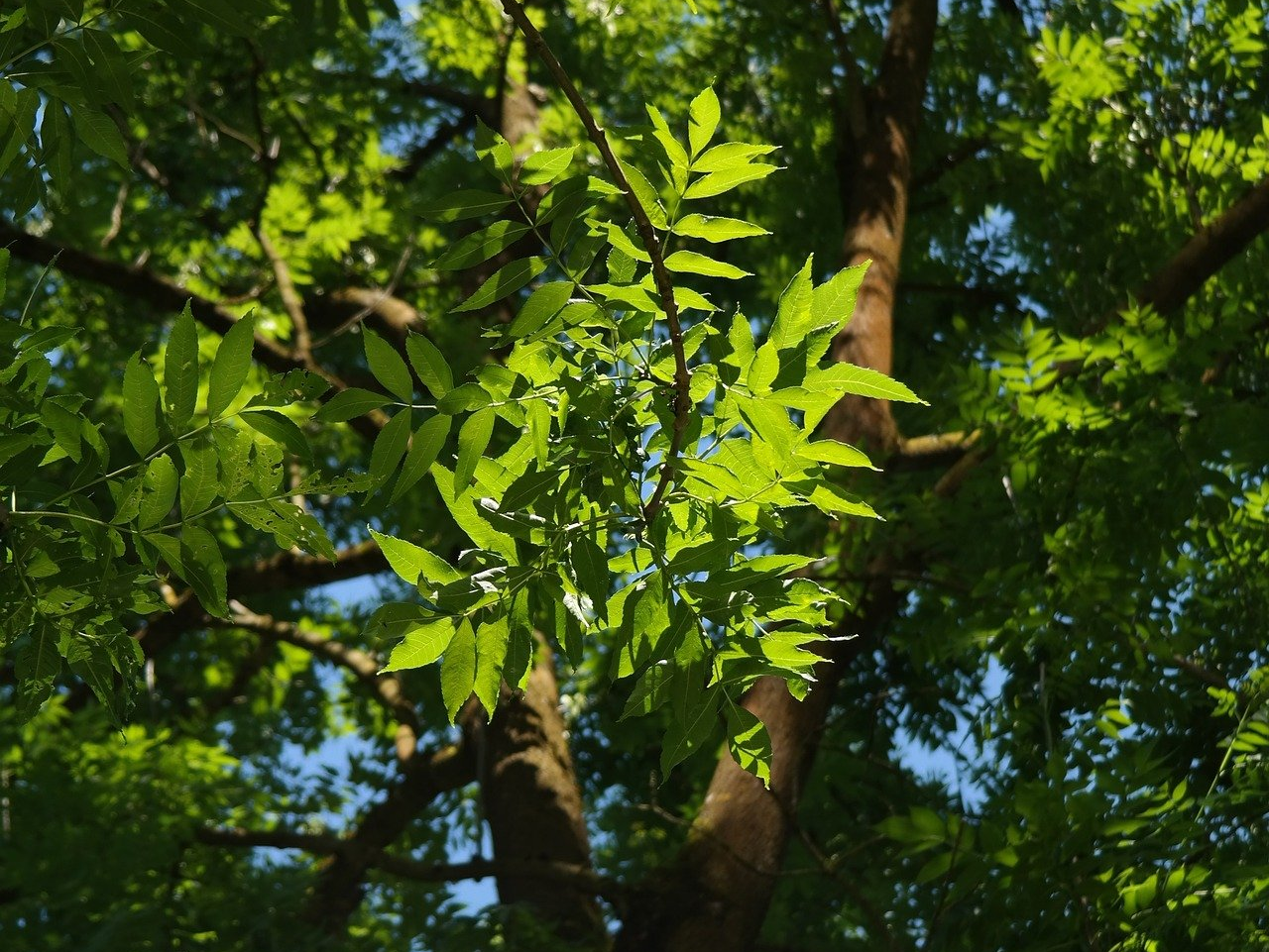 Es boom bomenkalender fraxinus excelsior