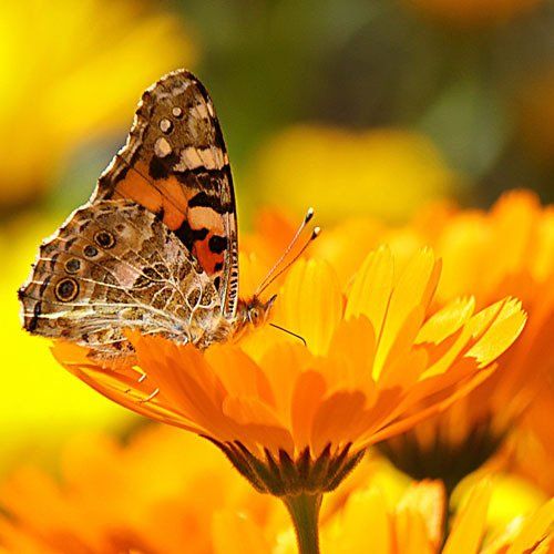 Goudsbloem Vlinders Waardplant Kruidentuin Moestuin Calendula