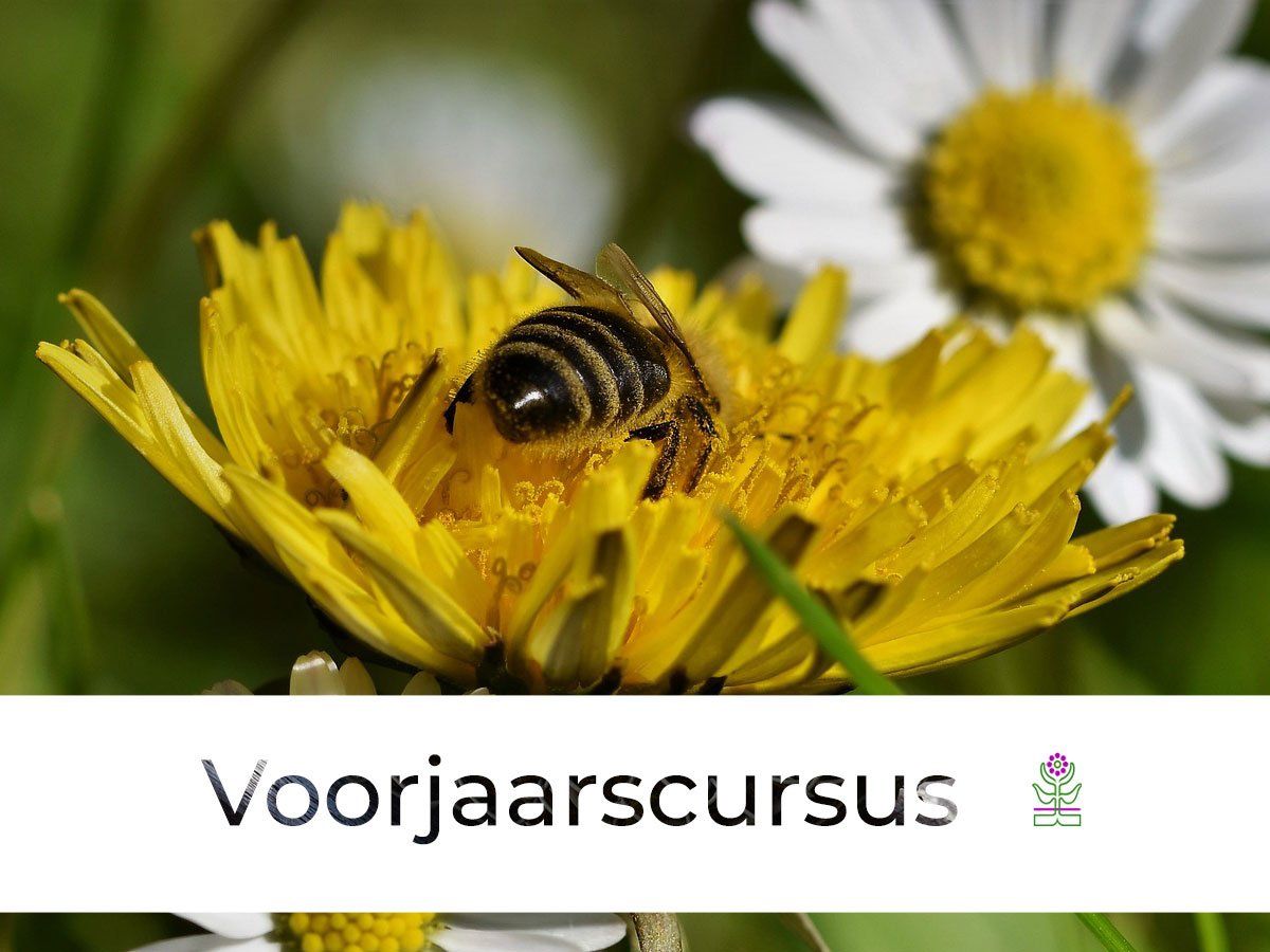 Voorjaarscursus Geneeskrachtige Kruiden Amsterdam De Kruidenschool