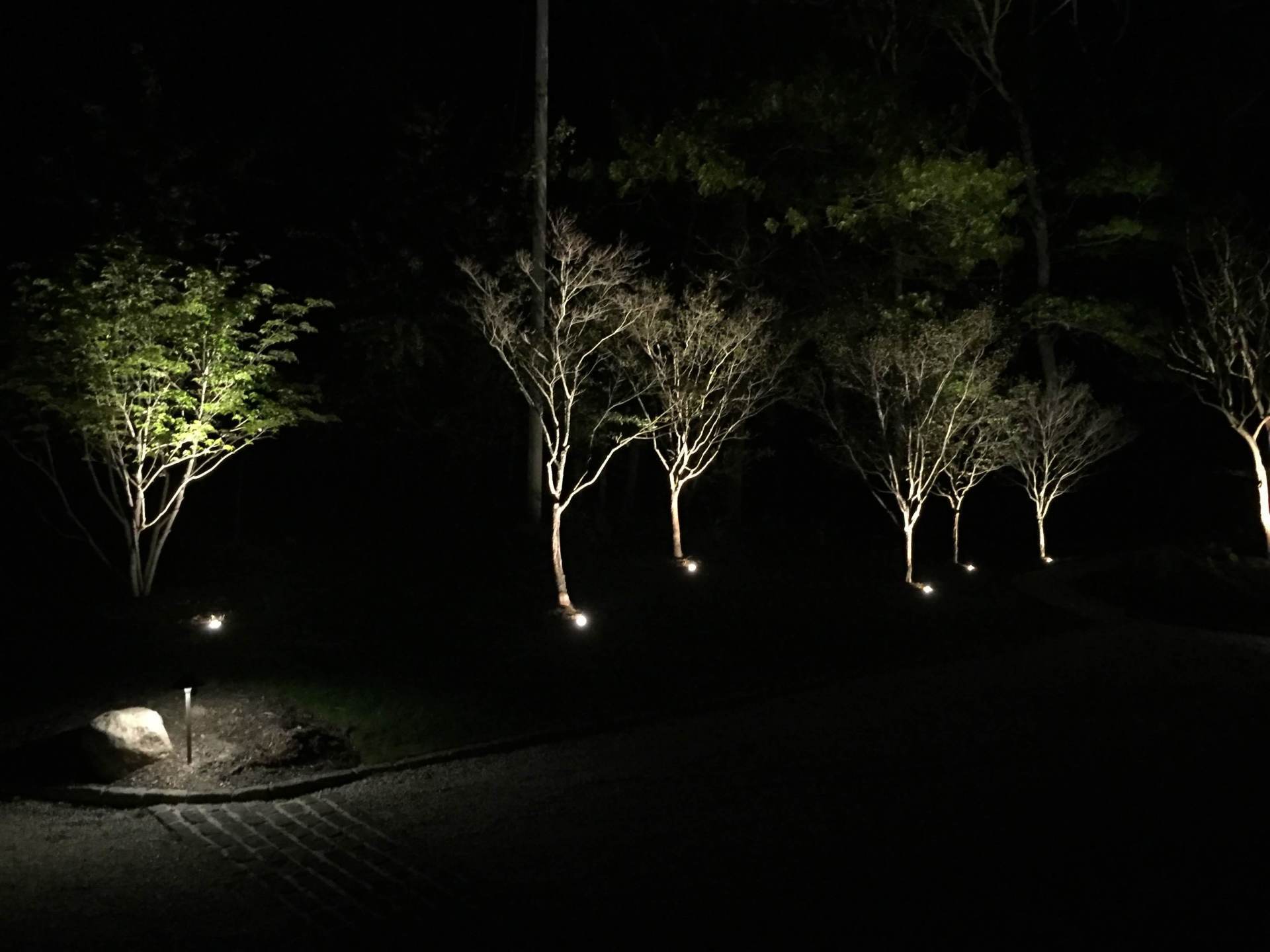 A row of trees are lit up at night.