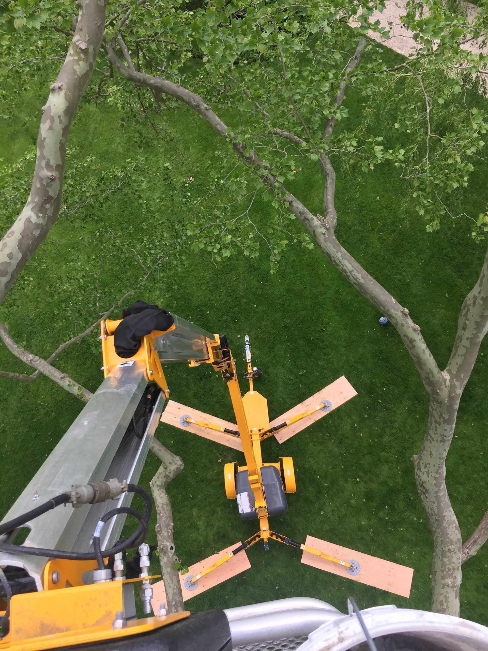 A yellow crane is cutting a tree in a park