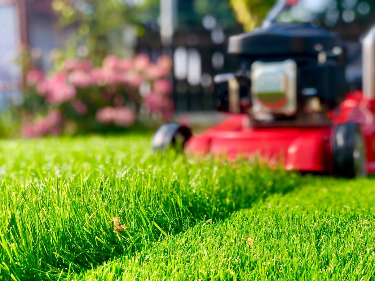 Picture of lawn being mowed by a red lawn mower. Image taken at ground level showing a strip of grass already mowed and  a stripe being mowed. Mower coming towards lens.
