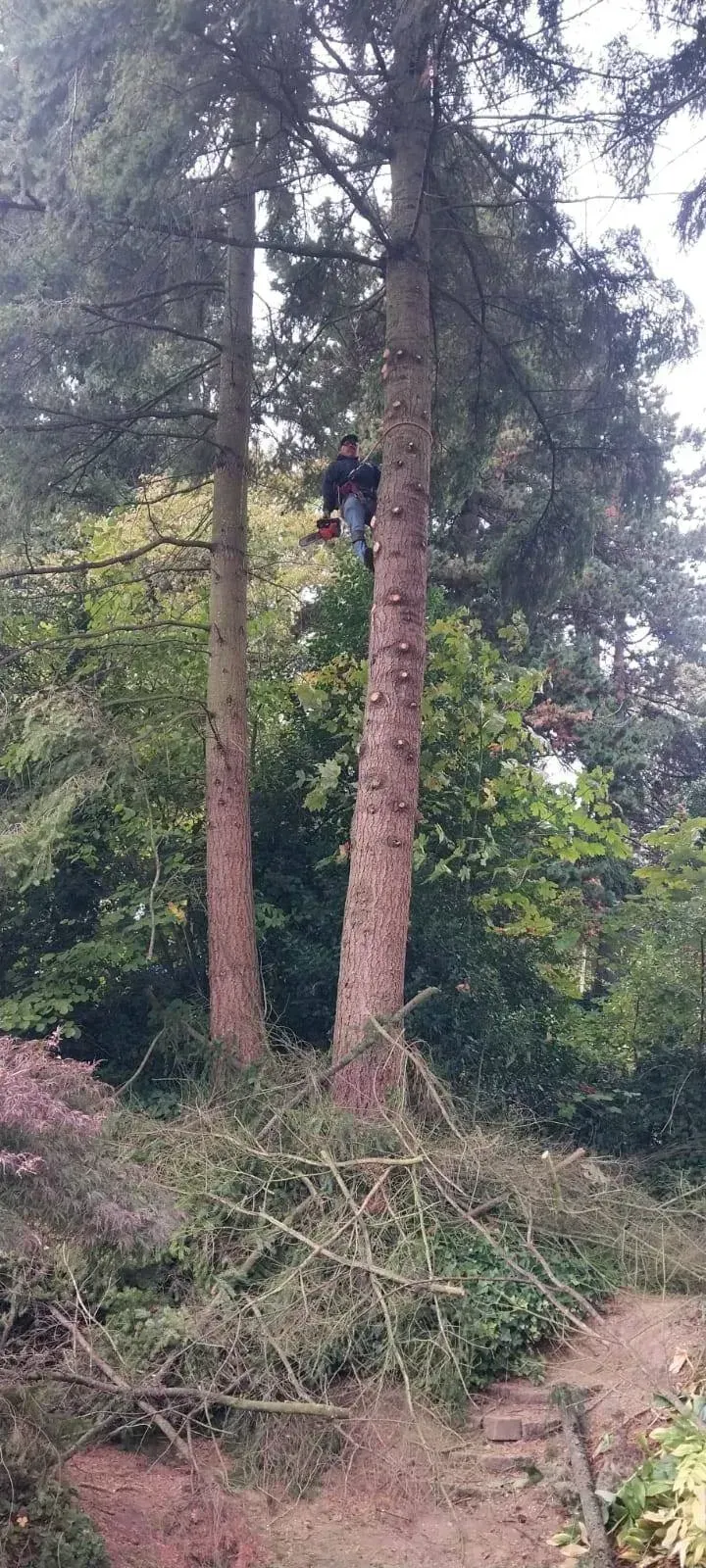 A person is up a tree. The tree has cuts along the trunk. There is greenery and stairs in the background.