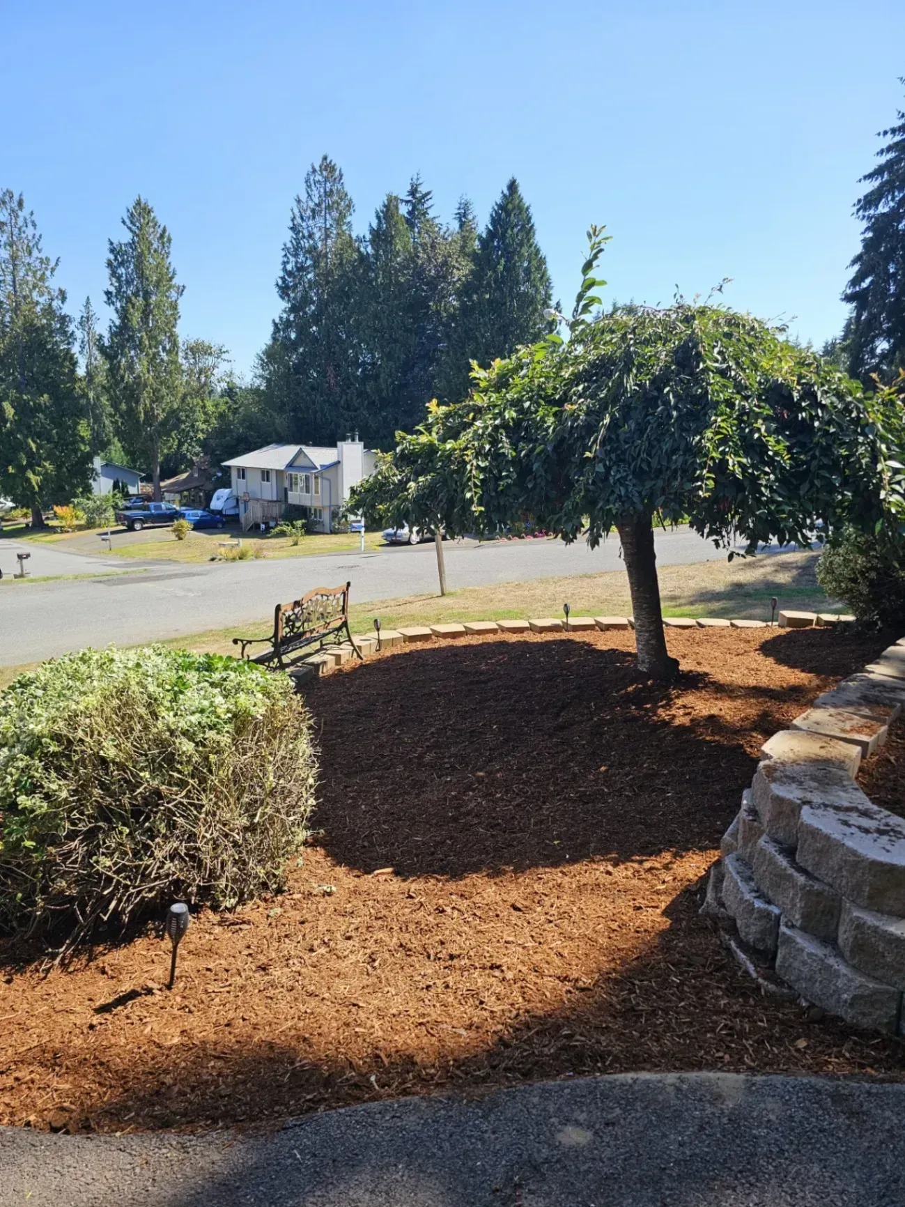 A sunny front yard with a tree and a mulched flower bed; a house is in the background.