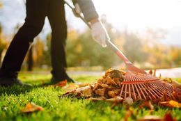 Person raking fallen autumn leaves into a pile on a green lawn.