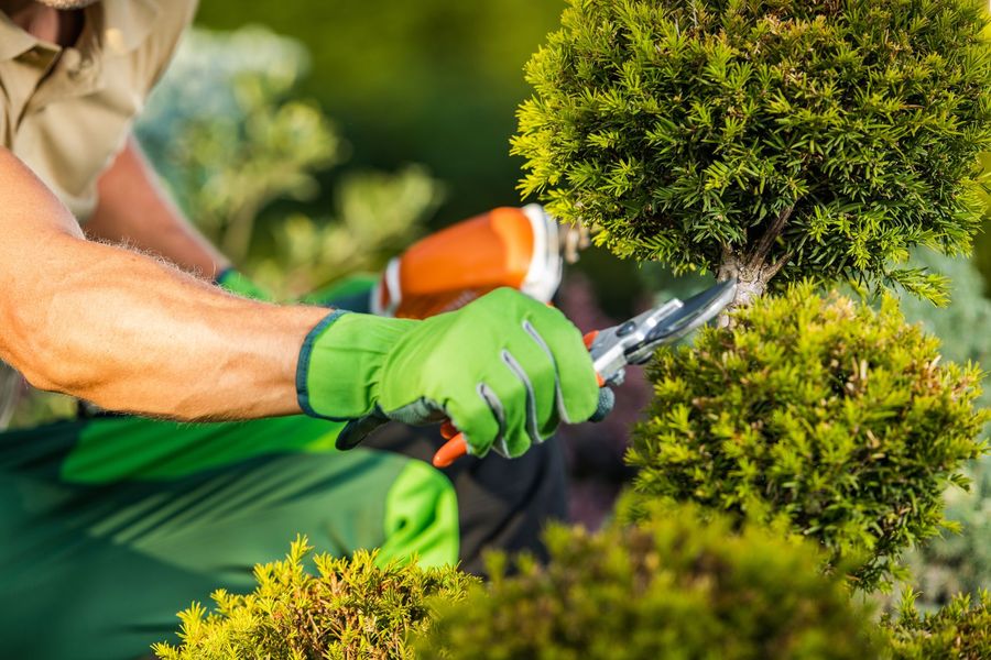 A person prunes a topiary bush with green gloves using pruning shears and an orange electric tool outdoors.