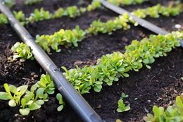 Lettuce plants growing in rows with a black irrigation system in a garden bed.