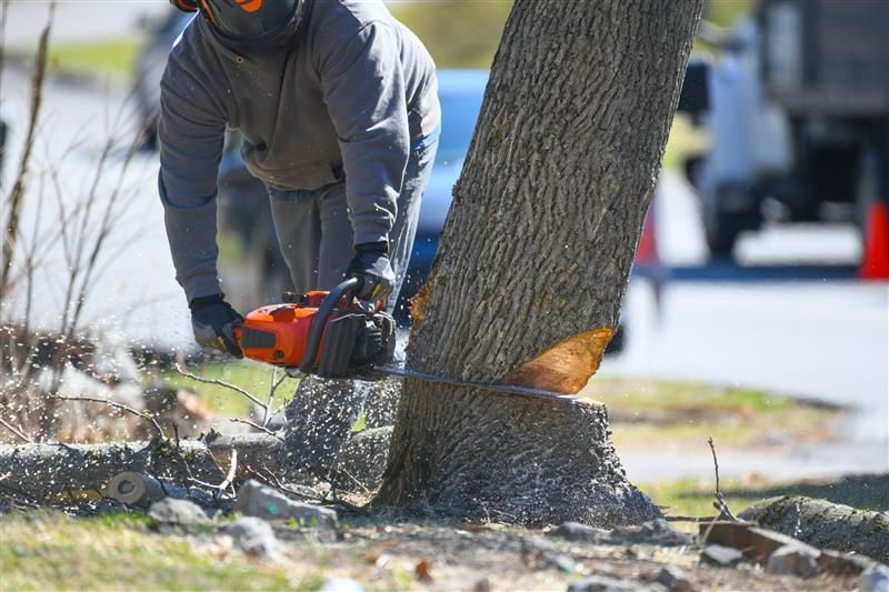 Person in gray sweatshirt using an orange chainsaw to cut down a tree in a grassy area.