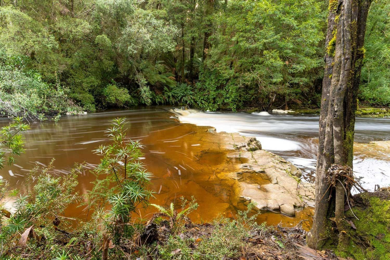 Forest stream with rusty brown water flowing past pale rocks and green trees  — Dover Caravan Park in Dover, TAS