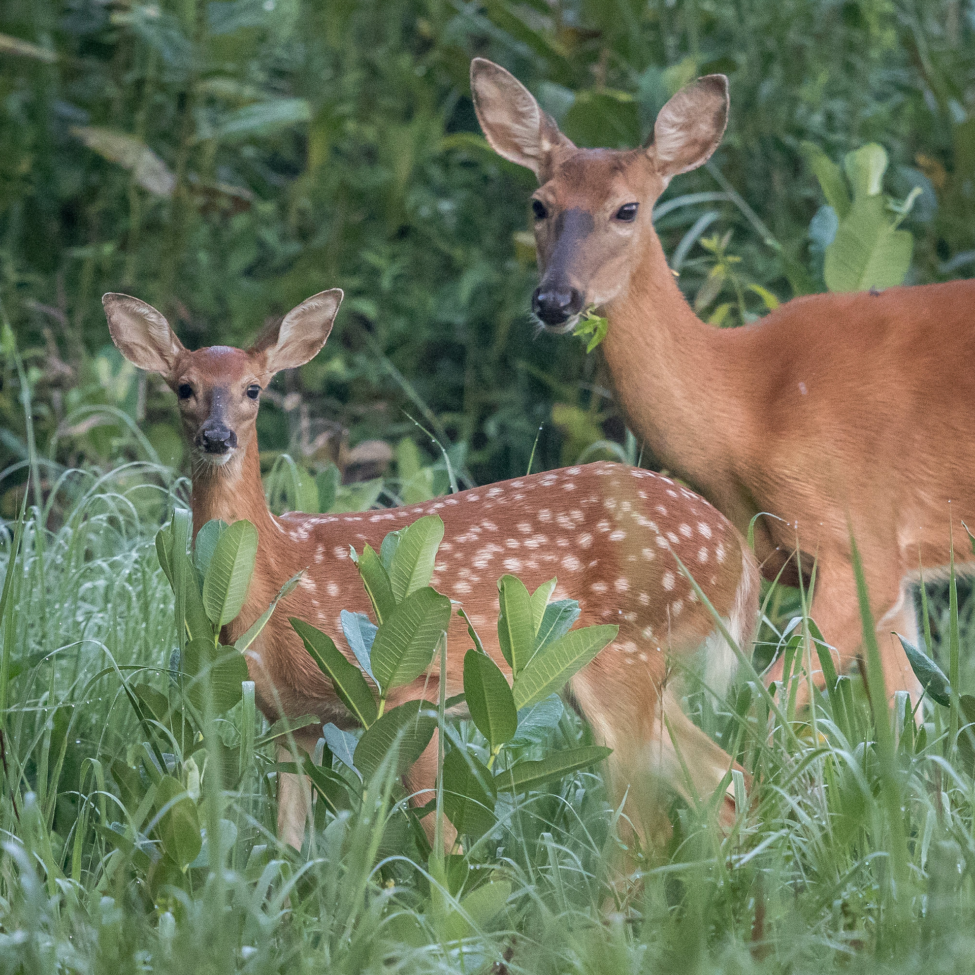 Deer and fawn in tall green grass; the fawn has white spots.