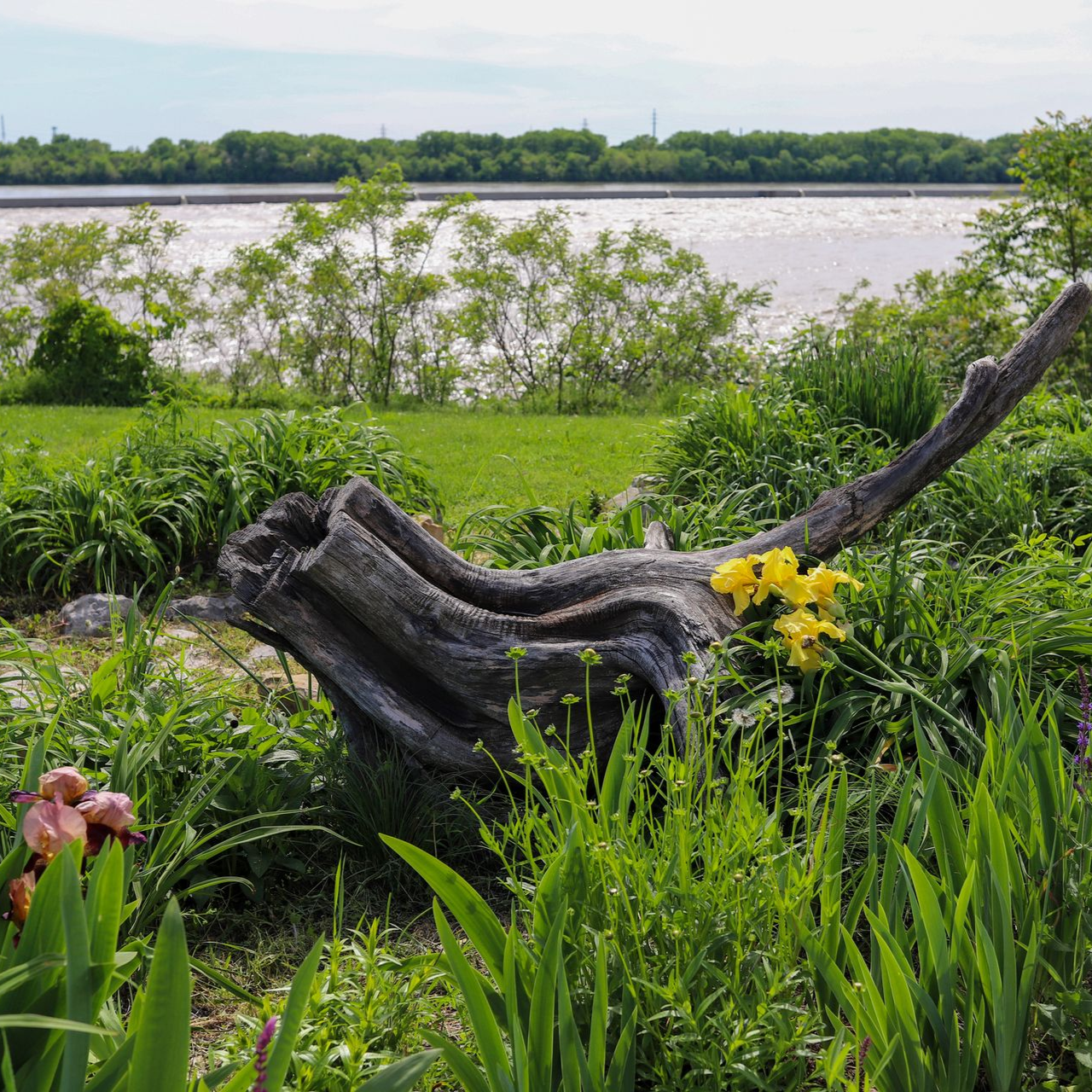 Weathered wood in a garden, with yellow flowers and the Ohio River in the background.