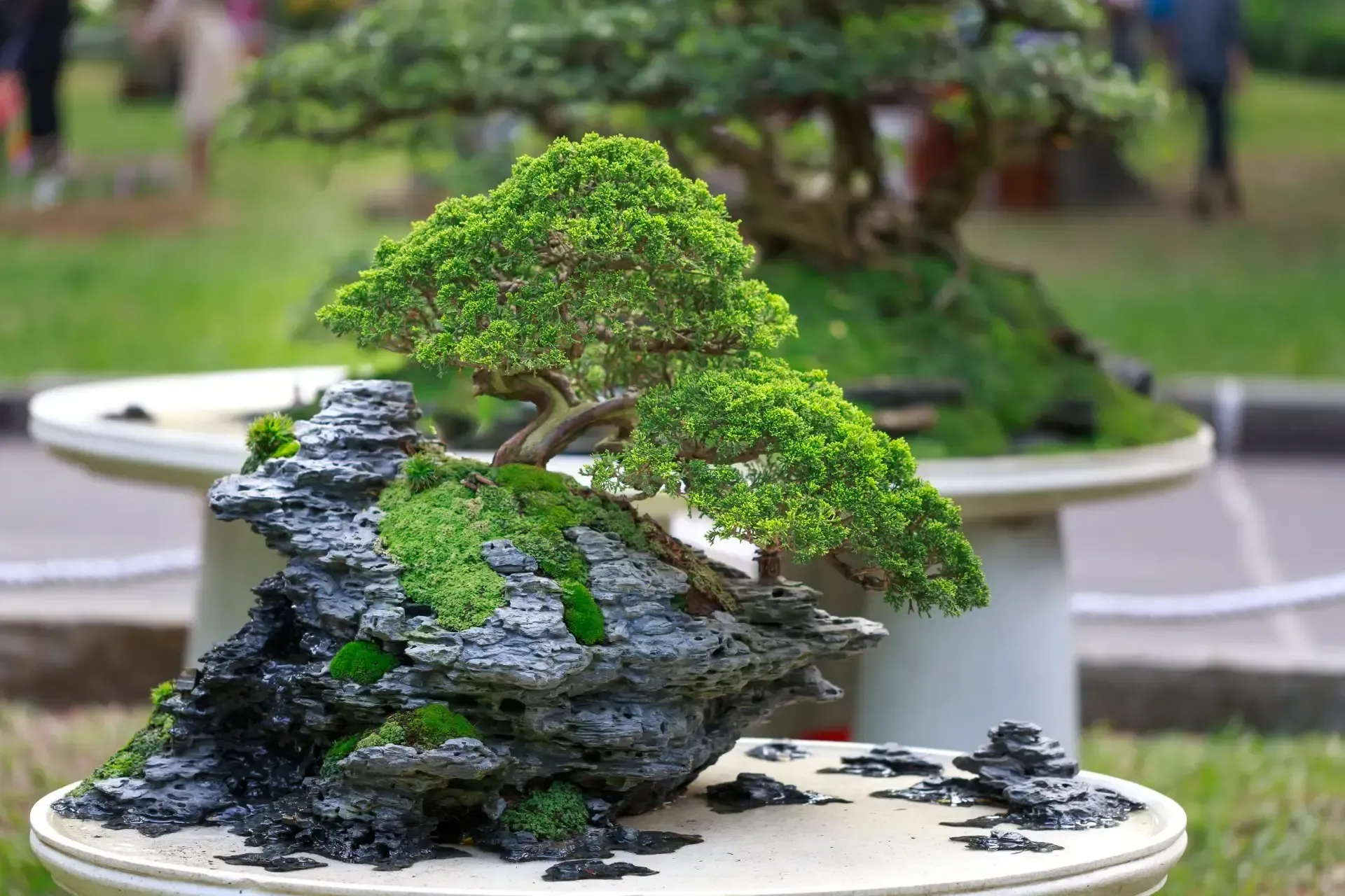 Bonsai tree on a mossy rock formation, in a white dish. Another bonsai is in the background. Outdoor setting.