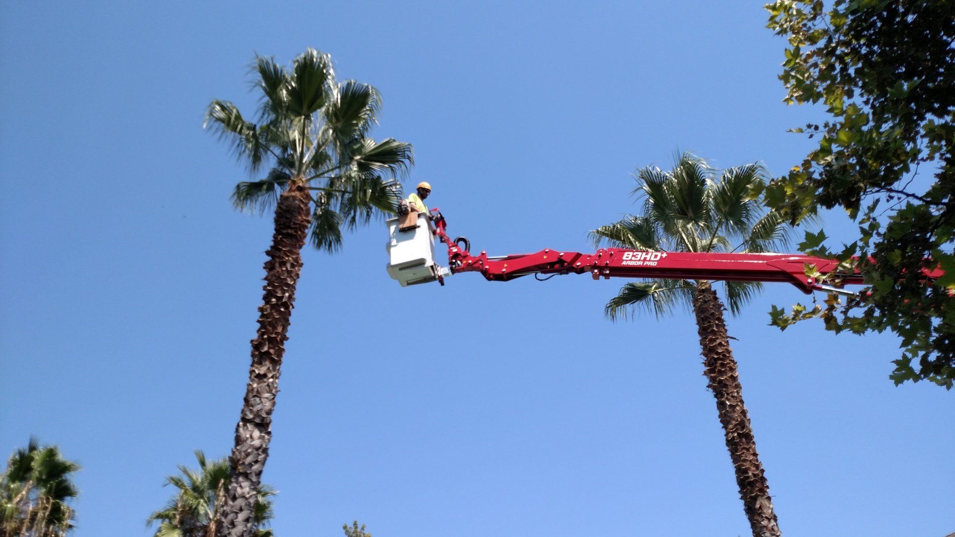 Residential — Worker Prunes Tree in Chico, C
