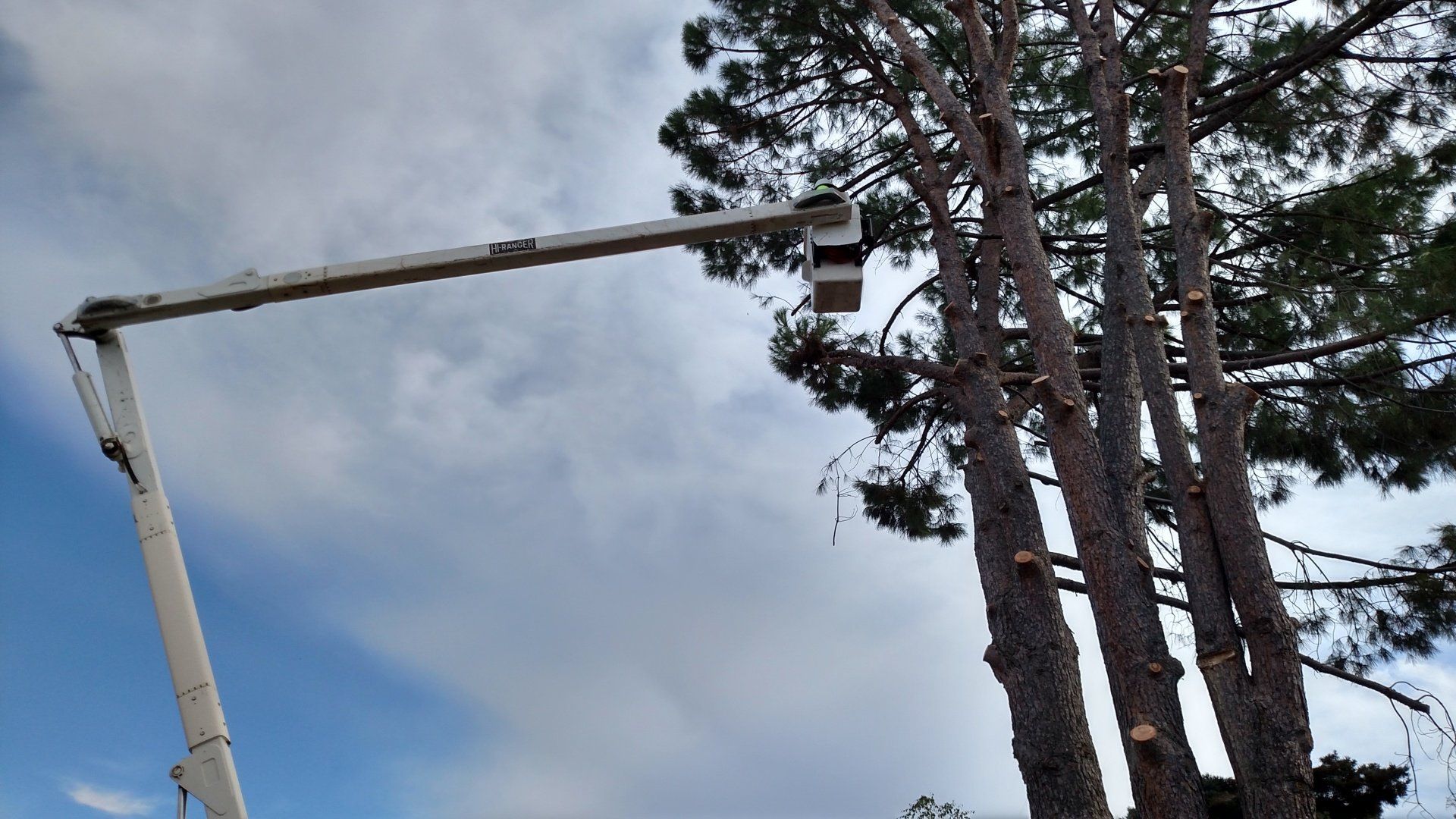 Stump — Worker lift by Heavy Machine in Chico, CA