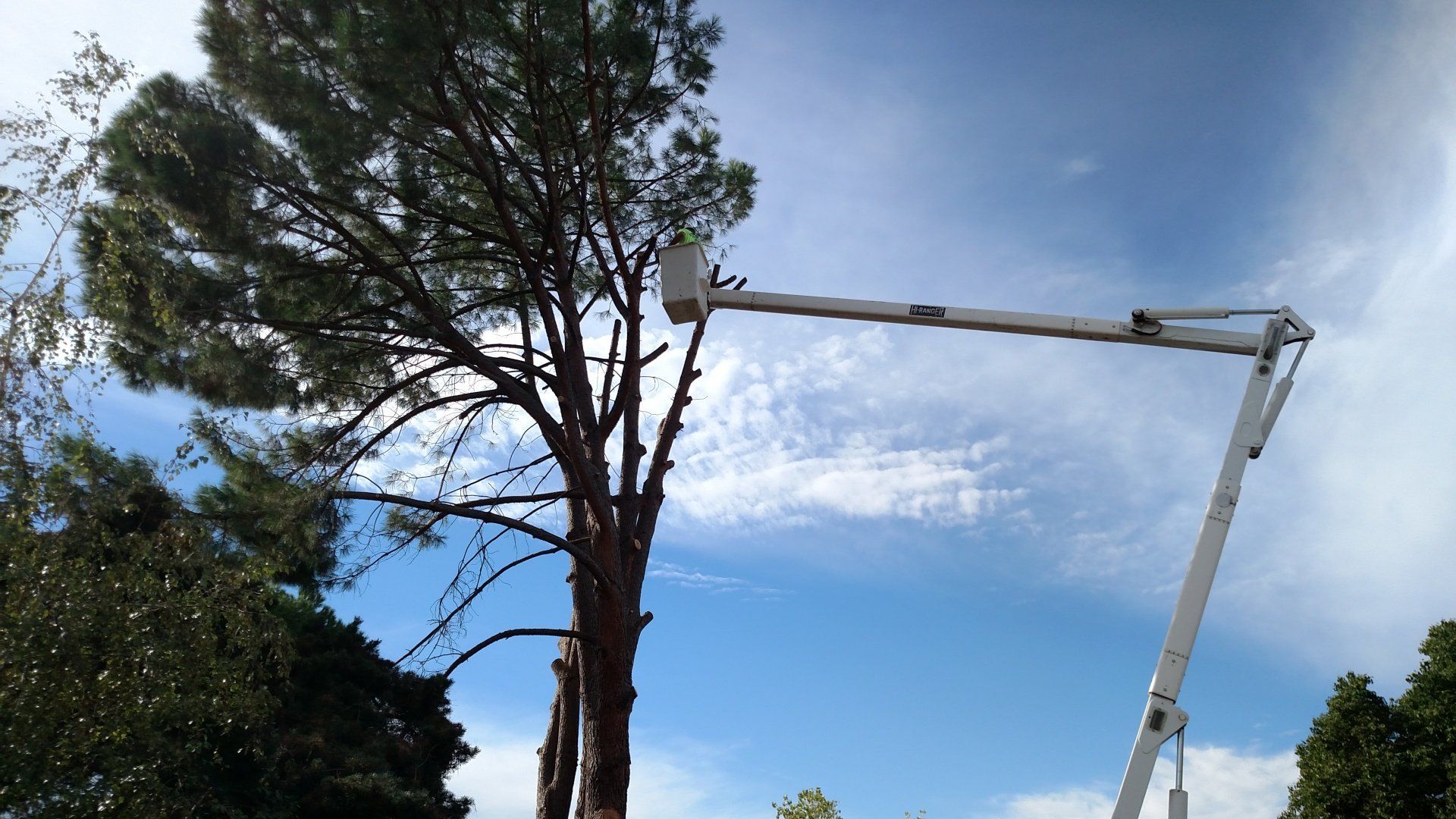 Storm Damage — Worker Trimming Tree in Chico, CA
