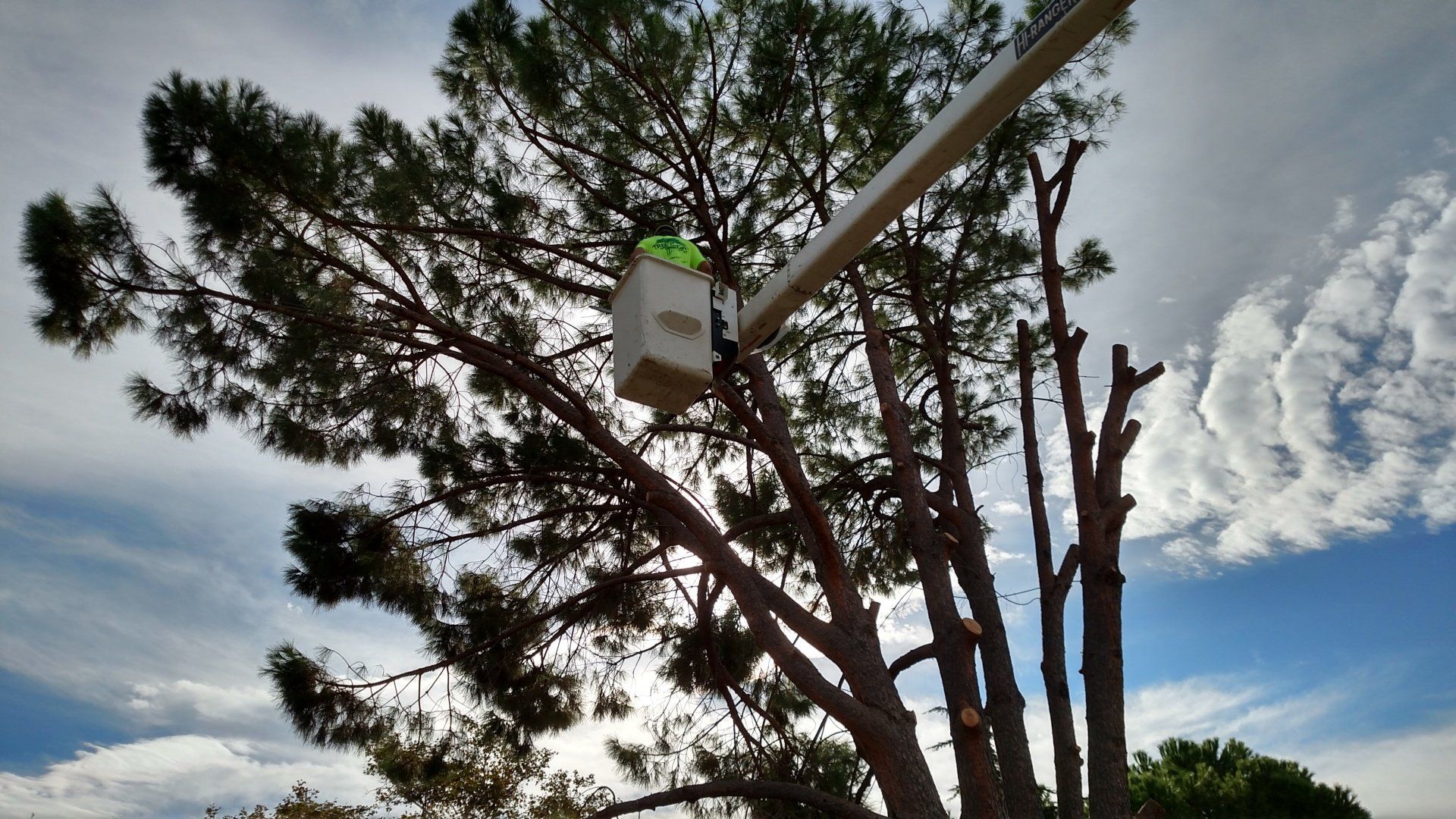 California — Tree Trimming with Heavy Machine in Chico, CA