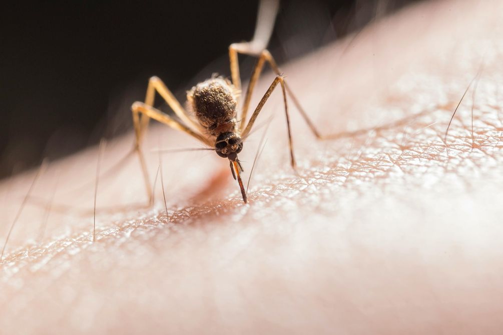 Mosquito feeding on human skin. Insect has long legs and proboscis; skin is pale.