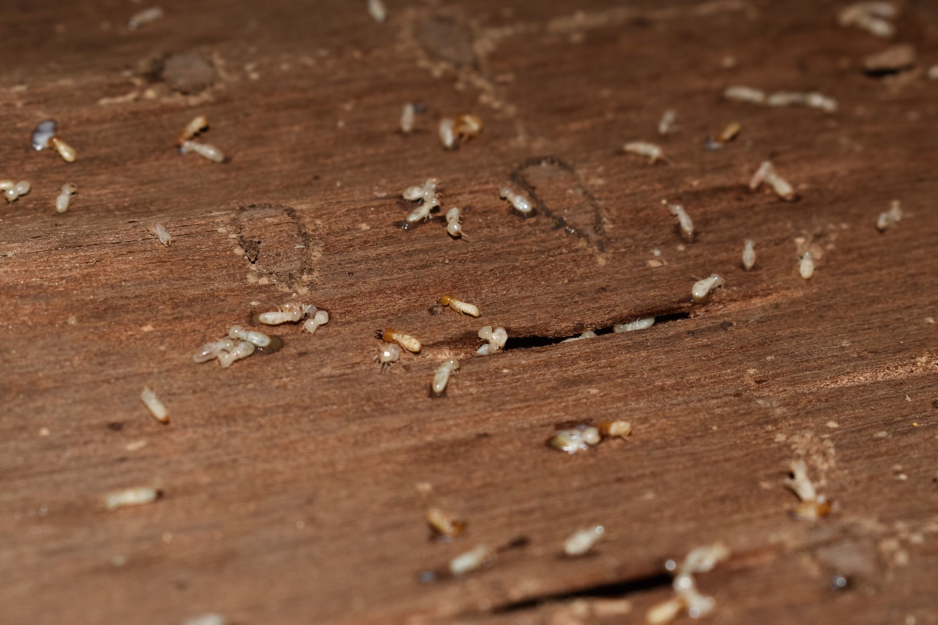 Termites on a wooden surface, with small insect bodies and wood shavings.