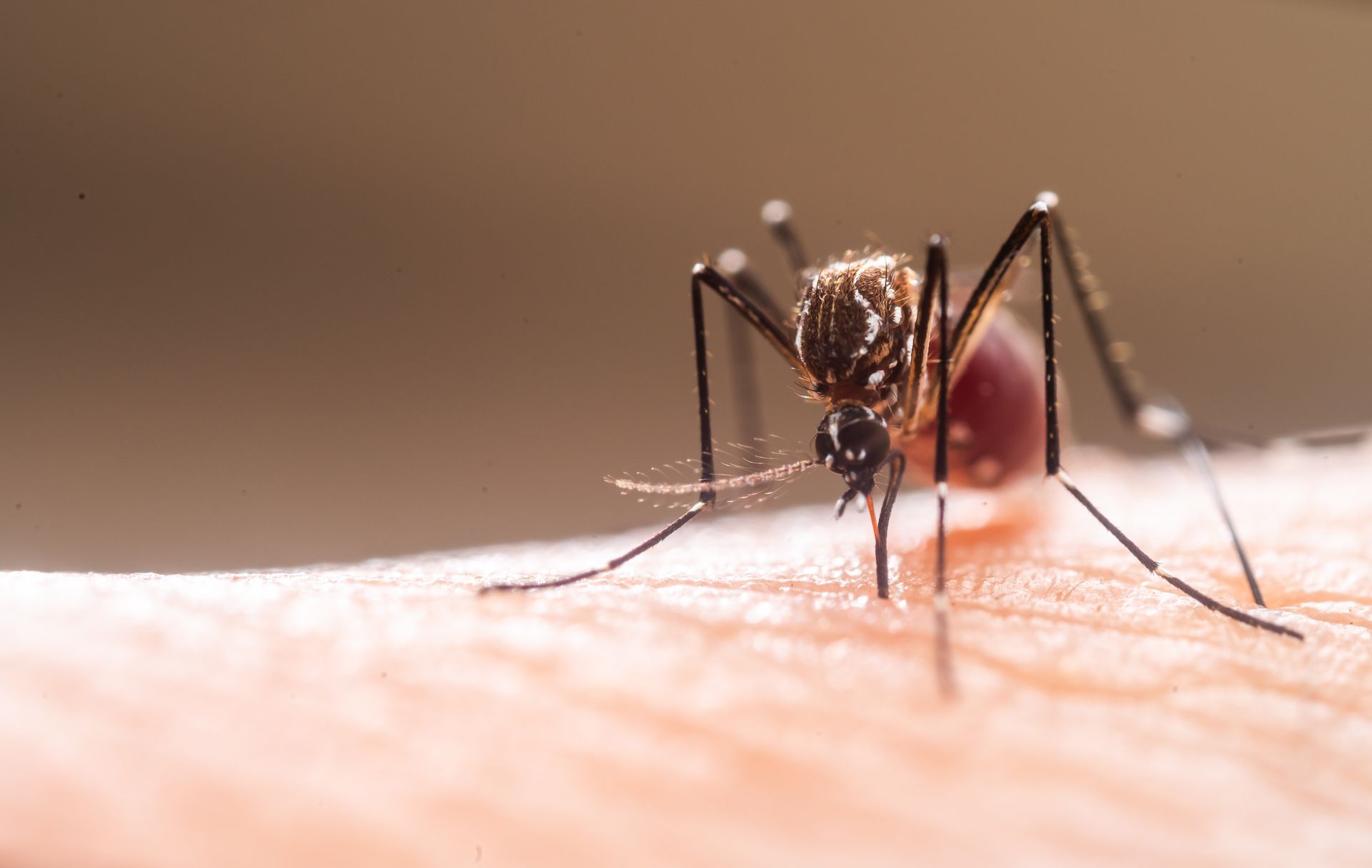 Mosquito feeding on skin, visible proboscis and red abdomen.