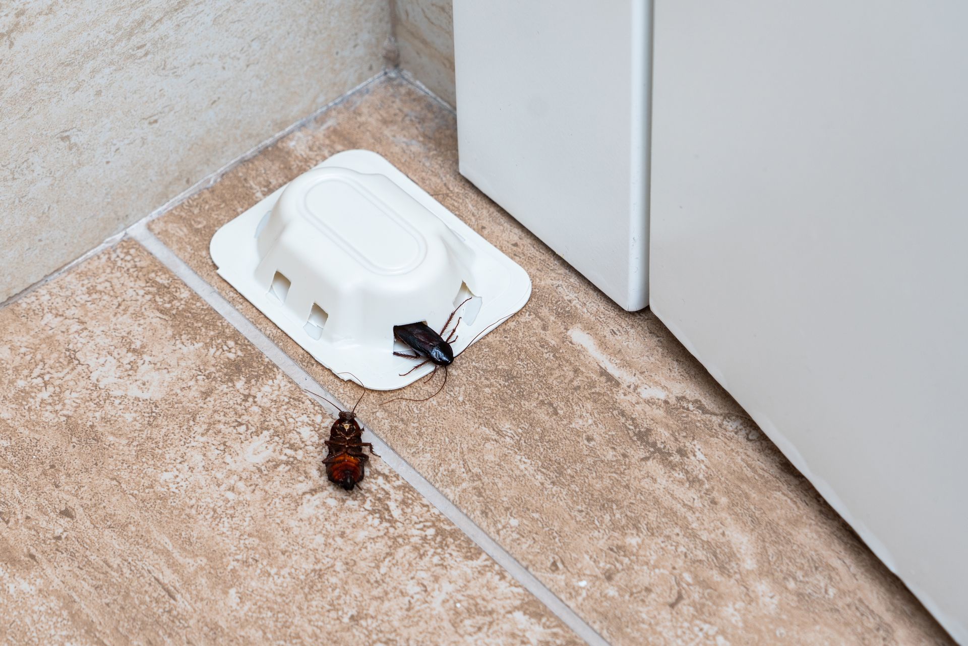 Cockroach trap with two cockroaches on tan tile floor next to a white cabinet.