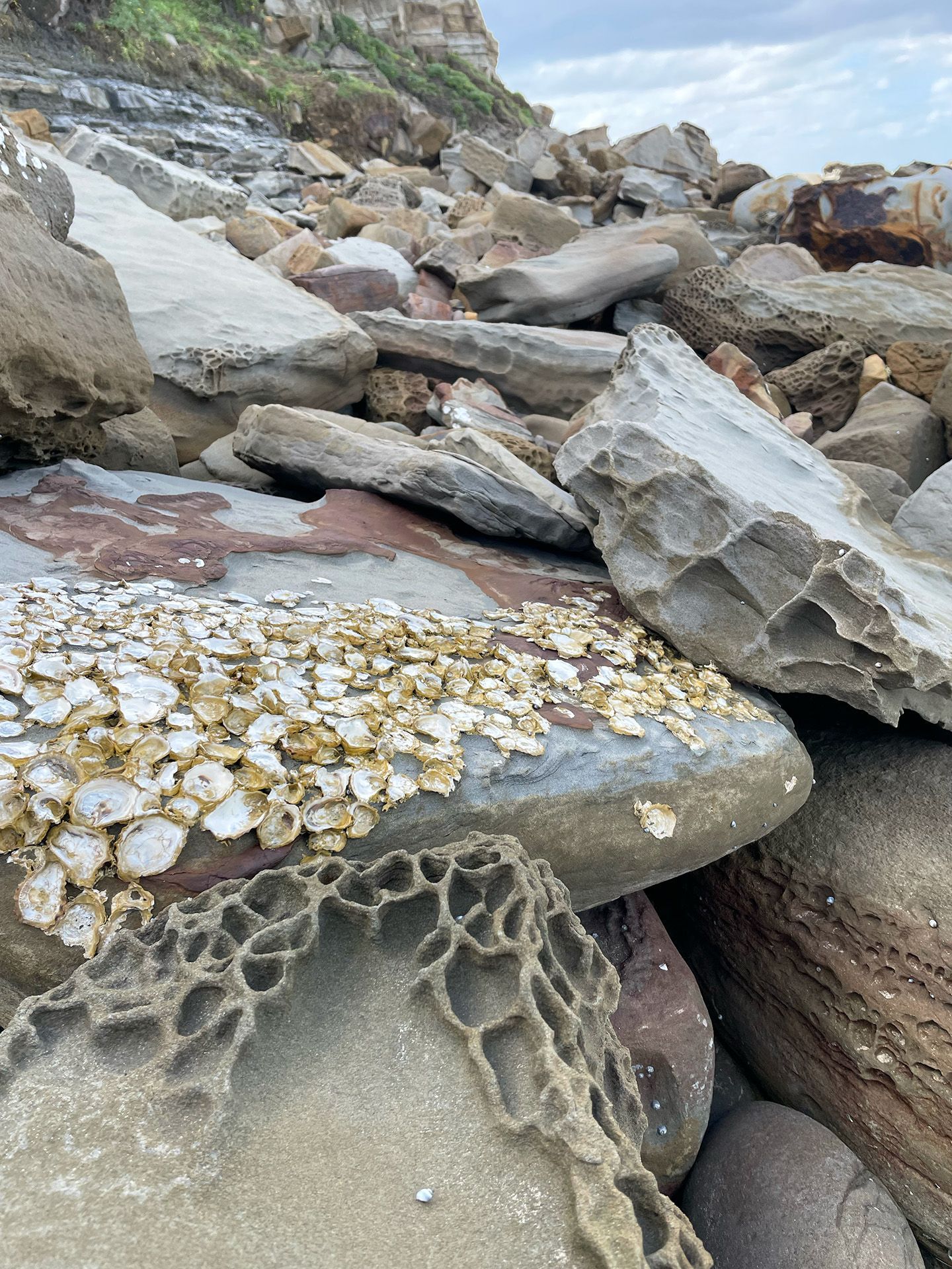 Rocky shoreline with boulders and a foreground rock covered in barnacles and patterned sand