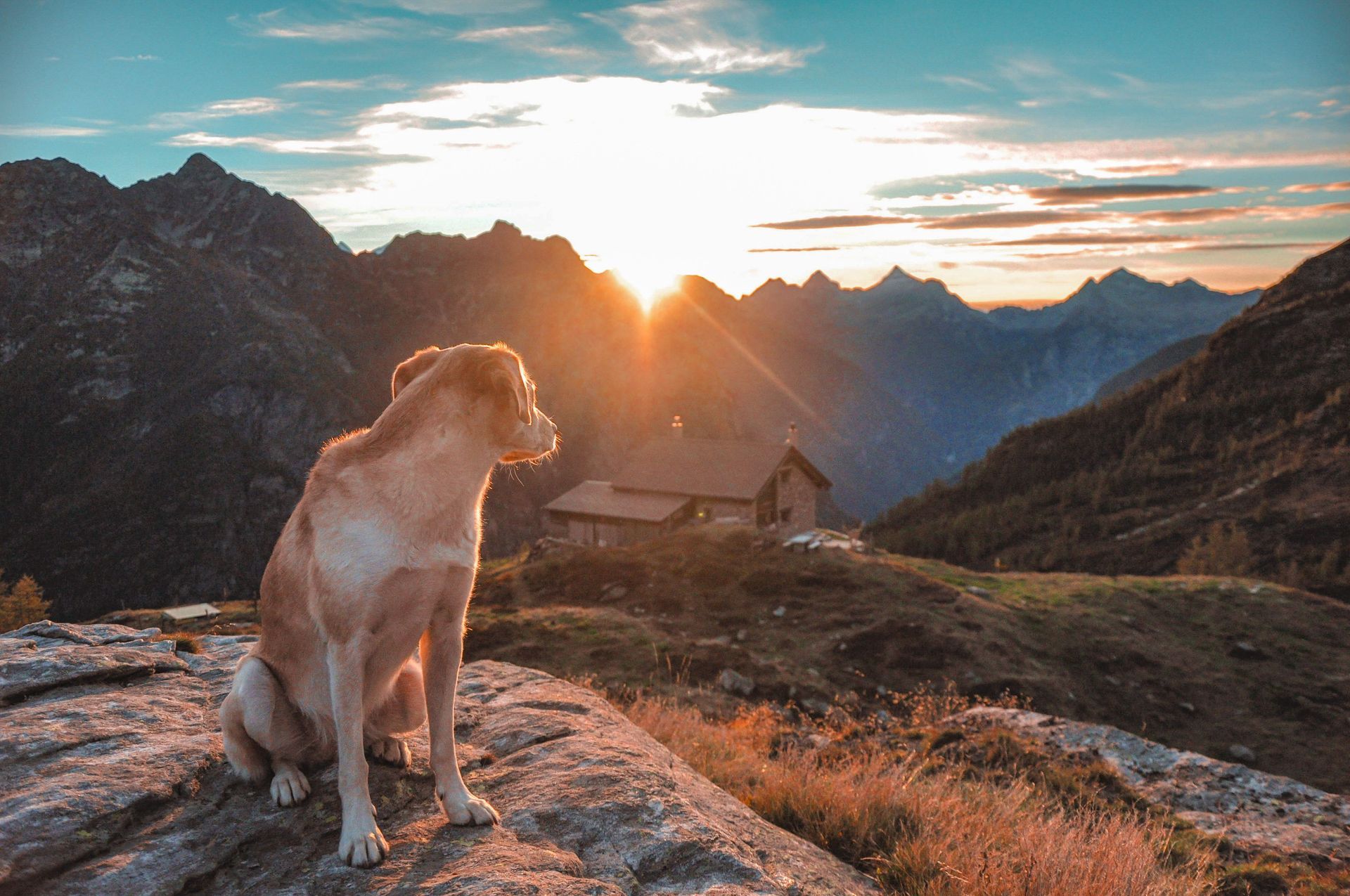 dog in the mountains