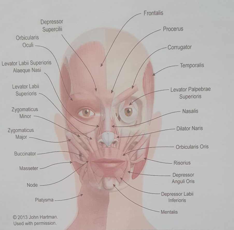 Diagram of facial muscles on a human face, labeled with anatomical terms.